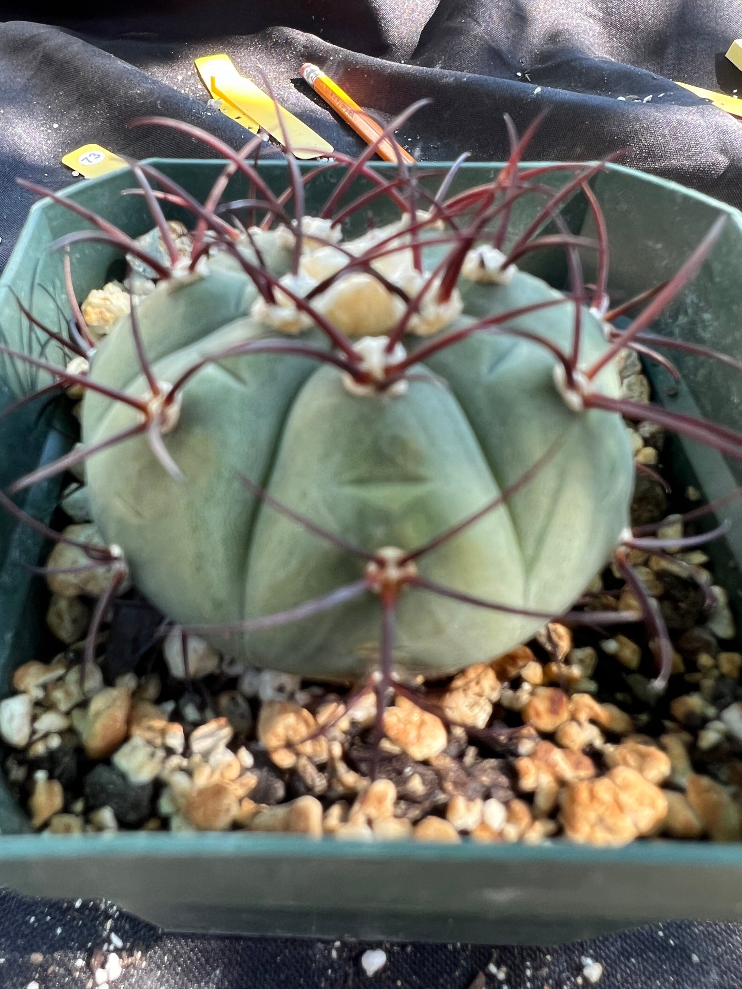 Gymnocalycium cabreraense very rare cactus