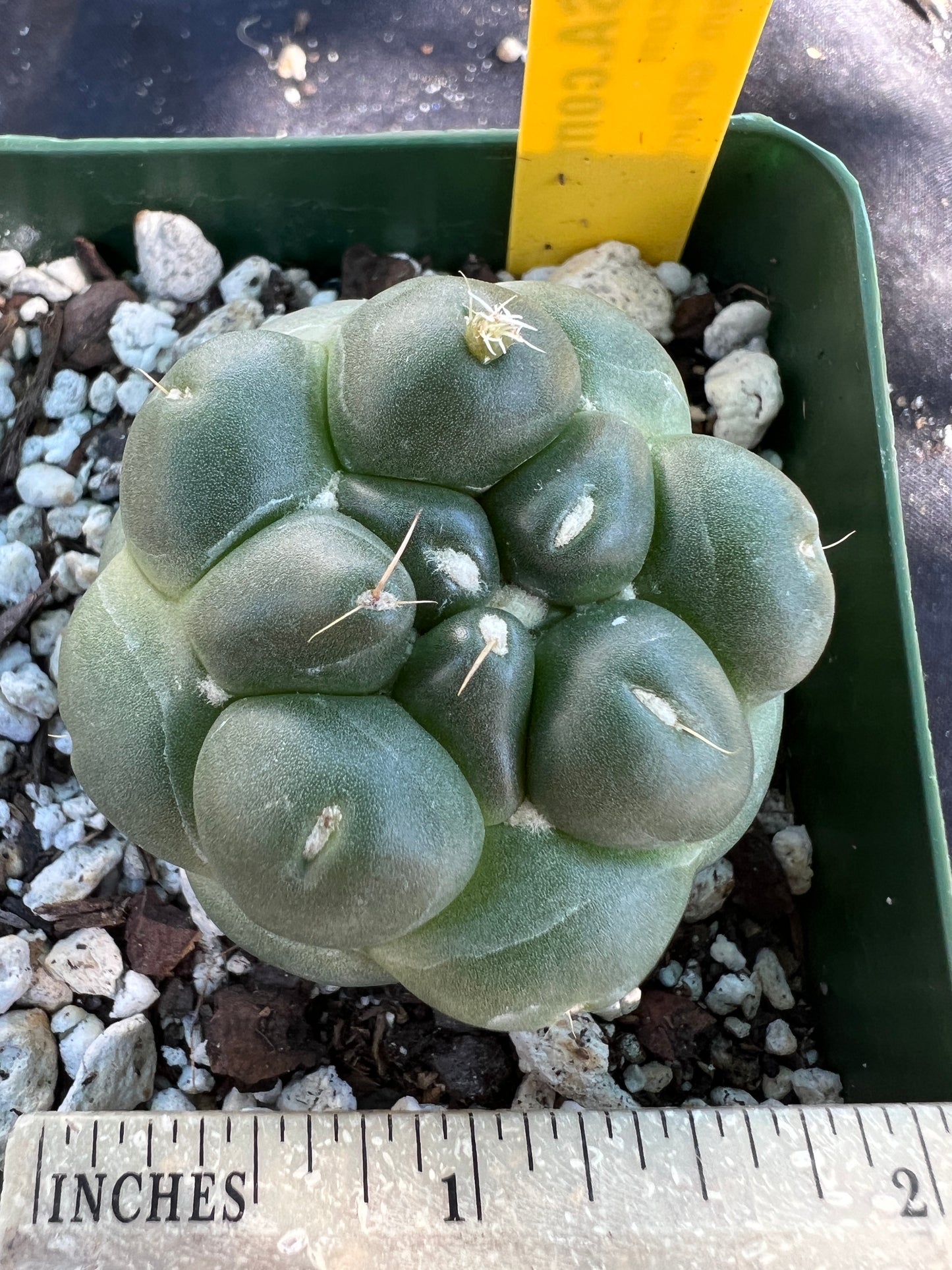 Coryphantha Elephantidens inermis cactus #2