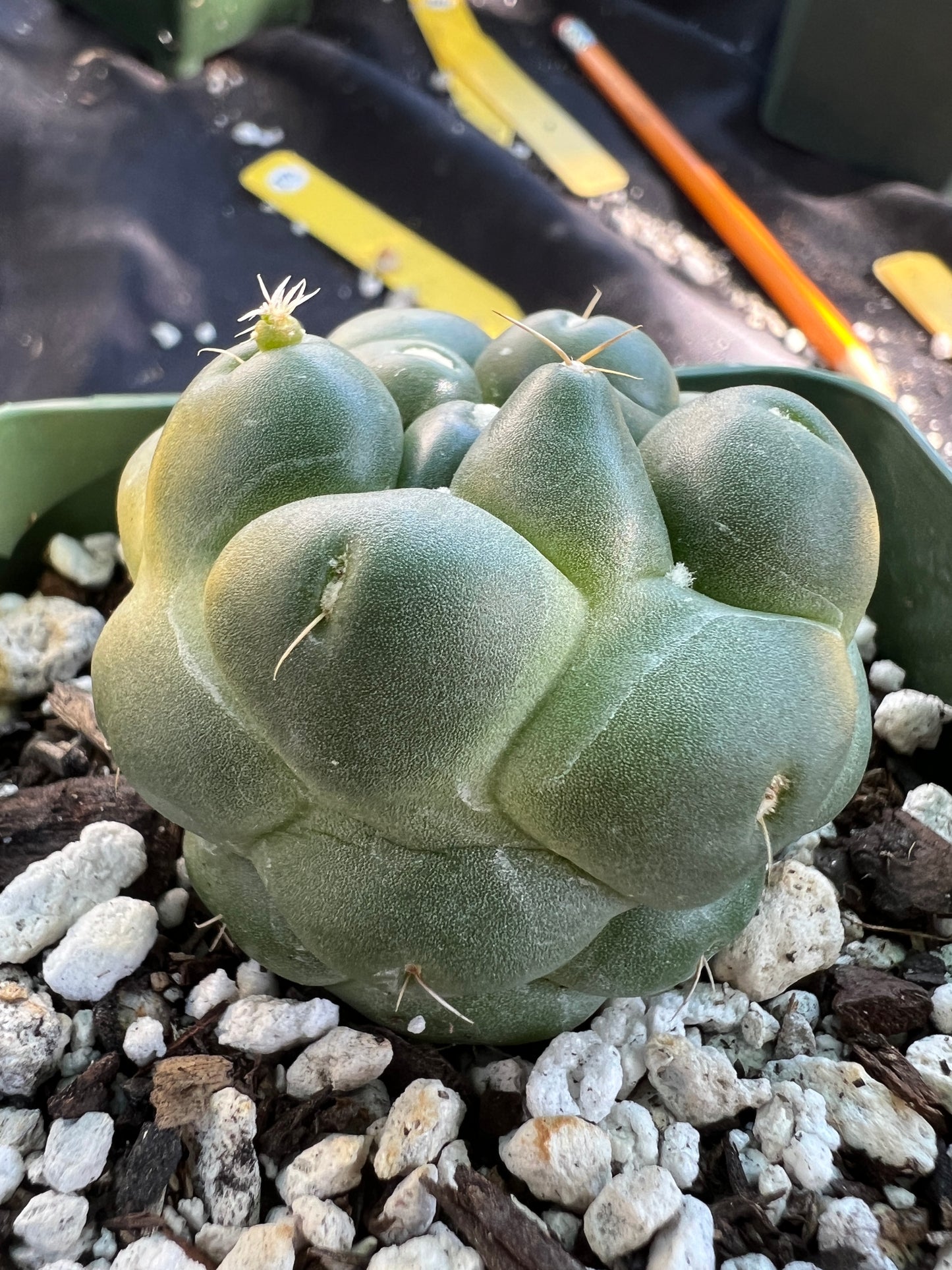 Coryphantha Elephantidens inermis cactus #2