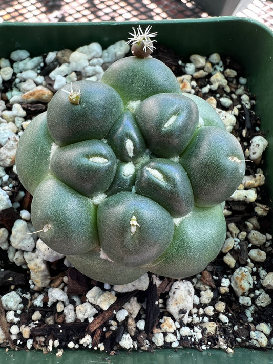 Coryphantha Elephantidens inermis rare cactus #3