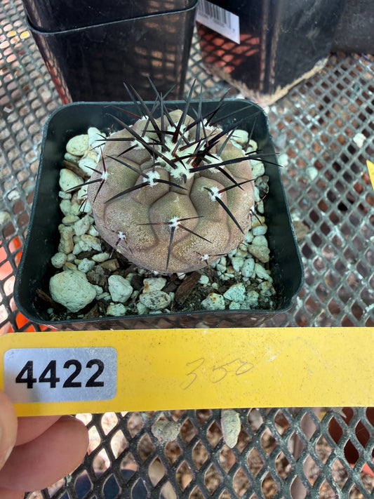 Copiapoa cinerea 4422