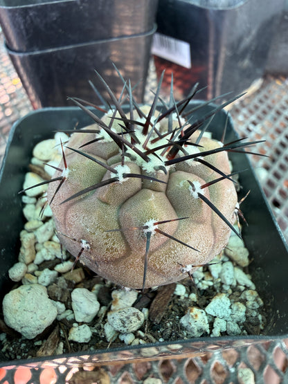 Copiapoa cinerea 4422