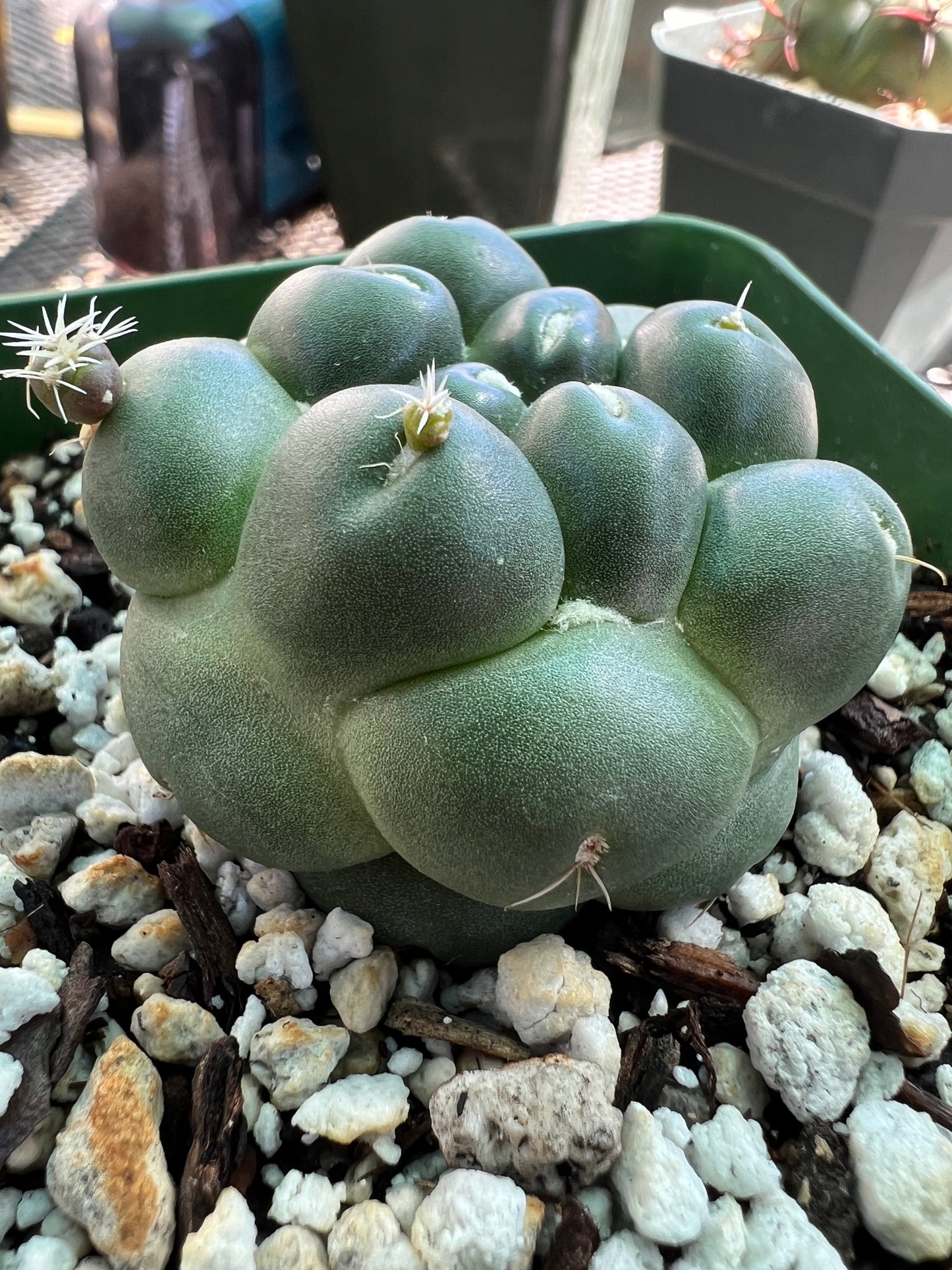 Coryphantha Elephantidens inermis rare cactus #3