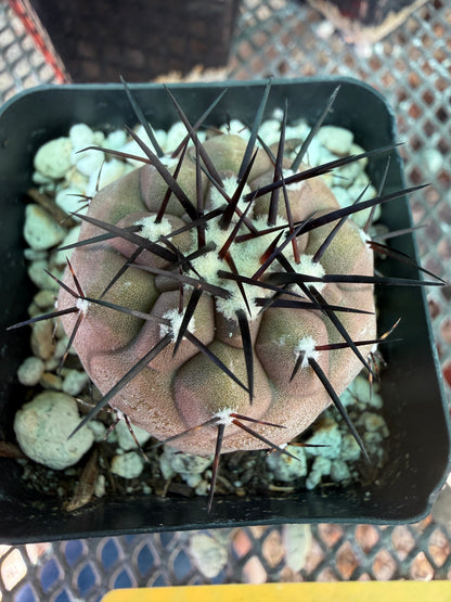 Copiapoa cinerea 4422