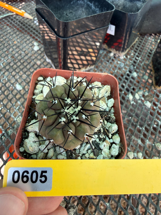 Copiapoa cinerea 605