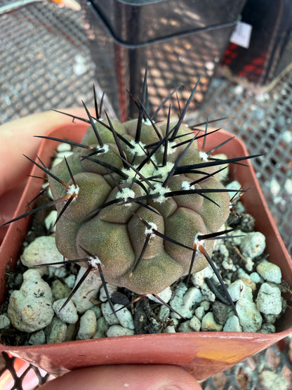 Copiapoa cinerea 605