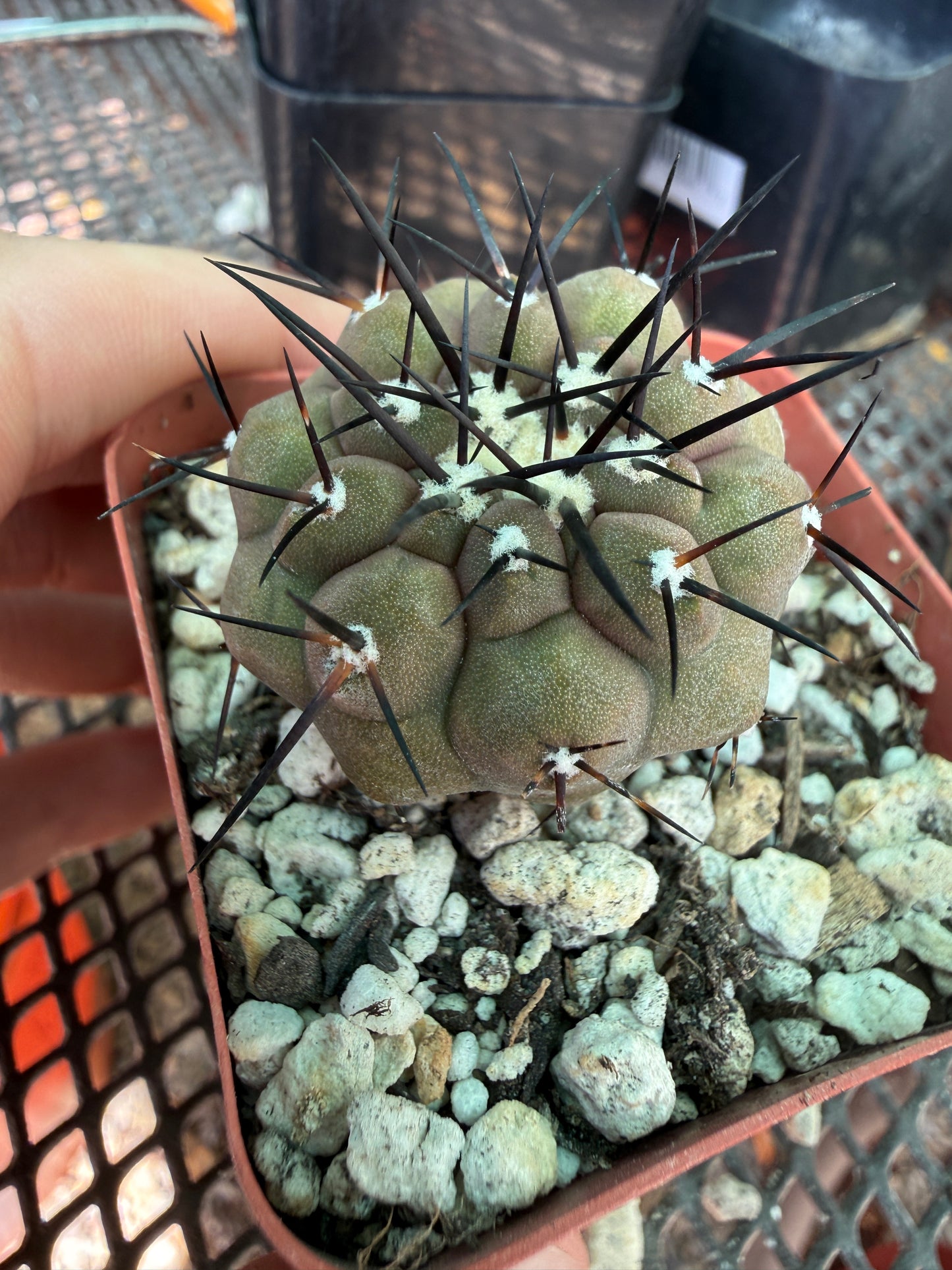 Copiapoa cinerea 605