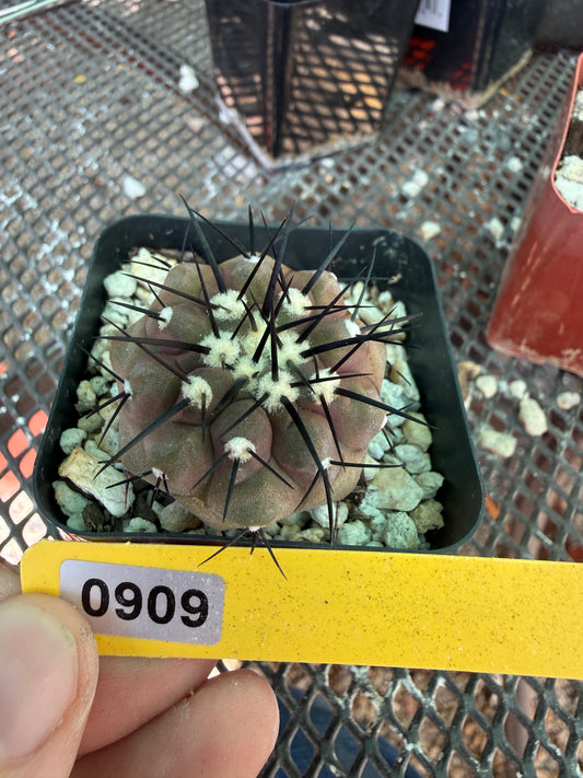 Copiapoa cinerea 909