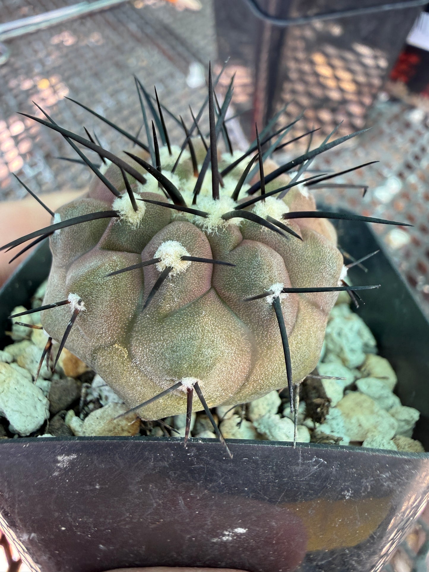 Copiapoa cinerea 909