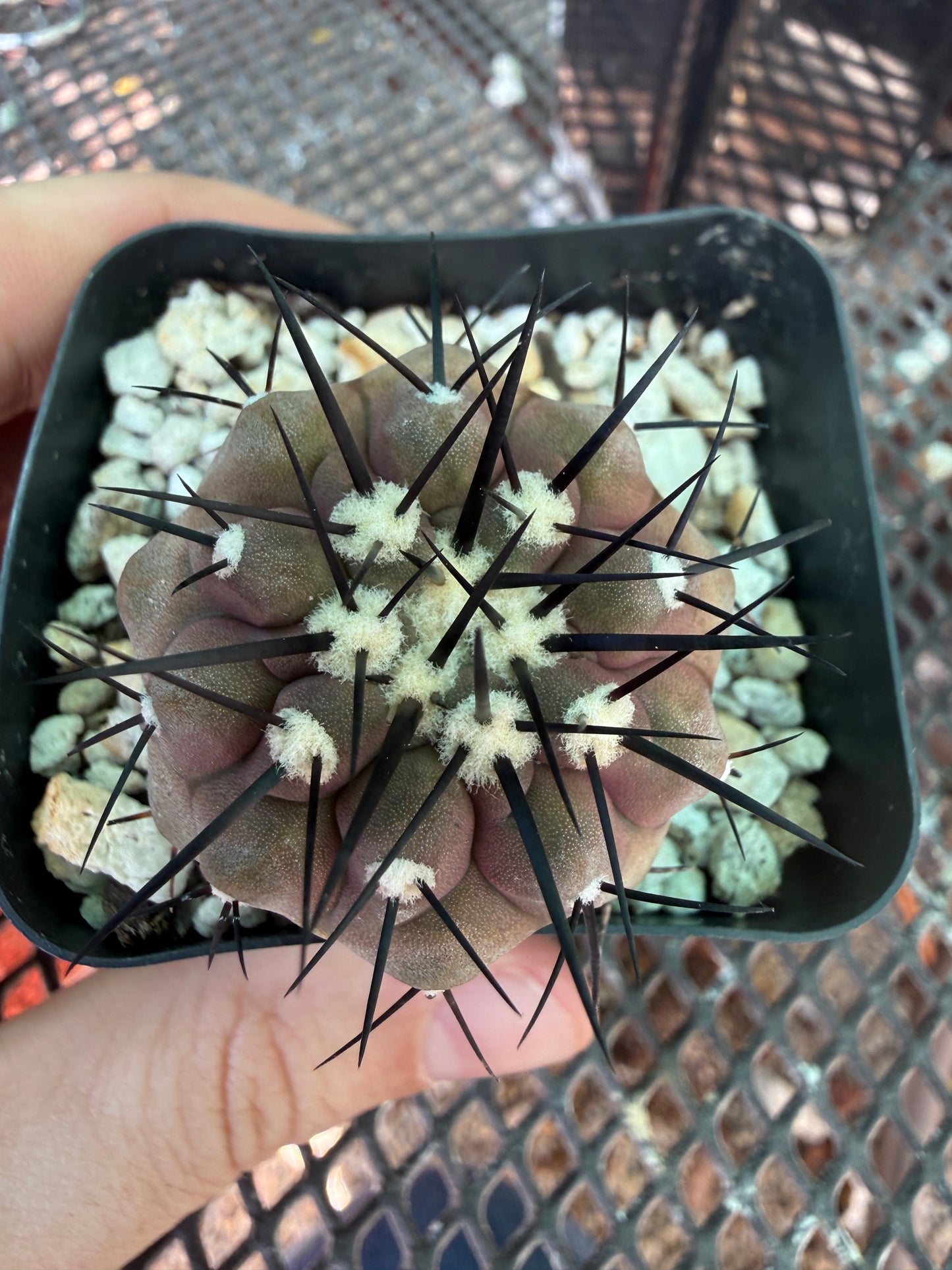 Copiapoa cinerea 909