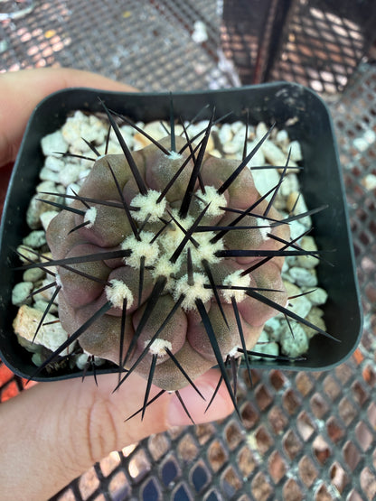 Copiapoa cinerea 909