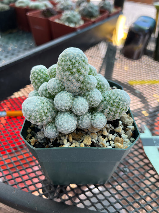 Mammillaria humboldtii cactus #2