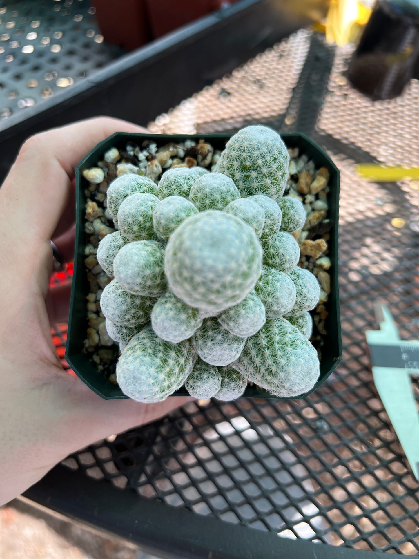 Mammillaria humboldtii cactus #2