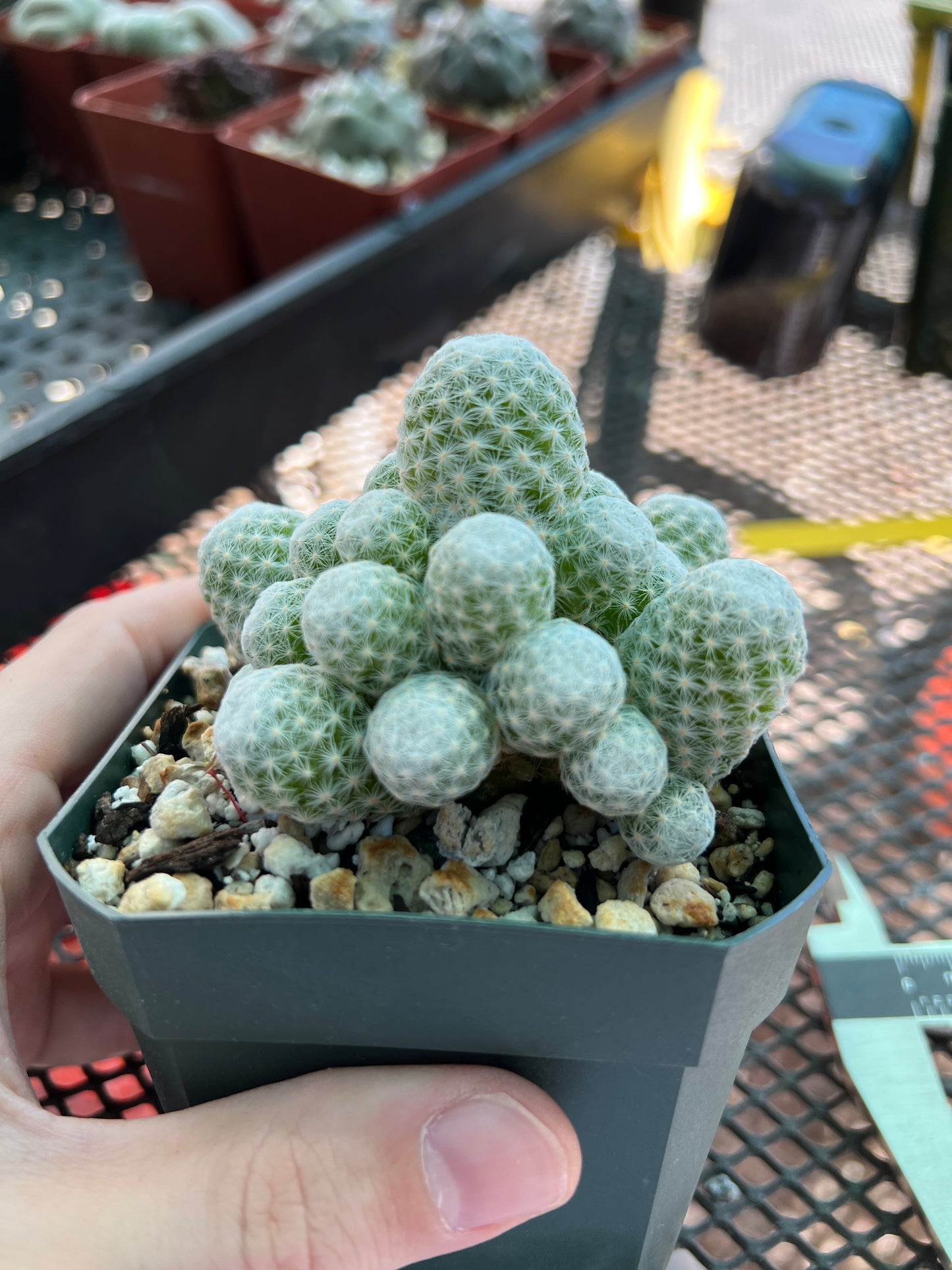 Mammillaria humboldtii cactus #2