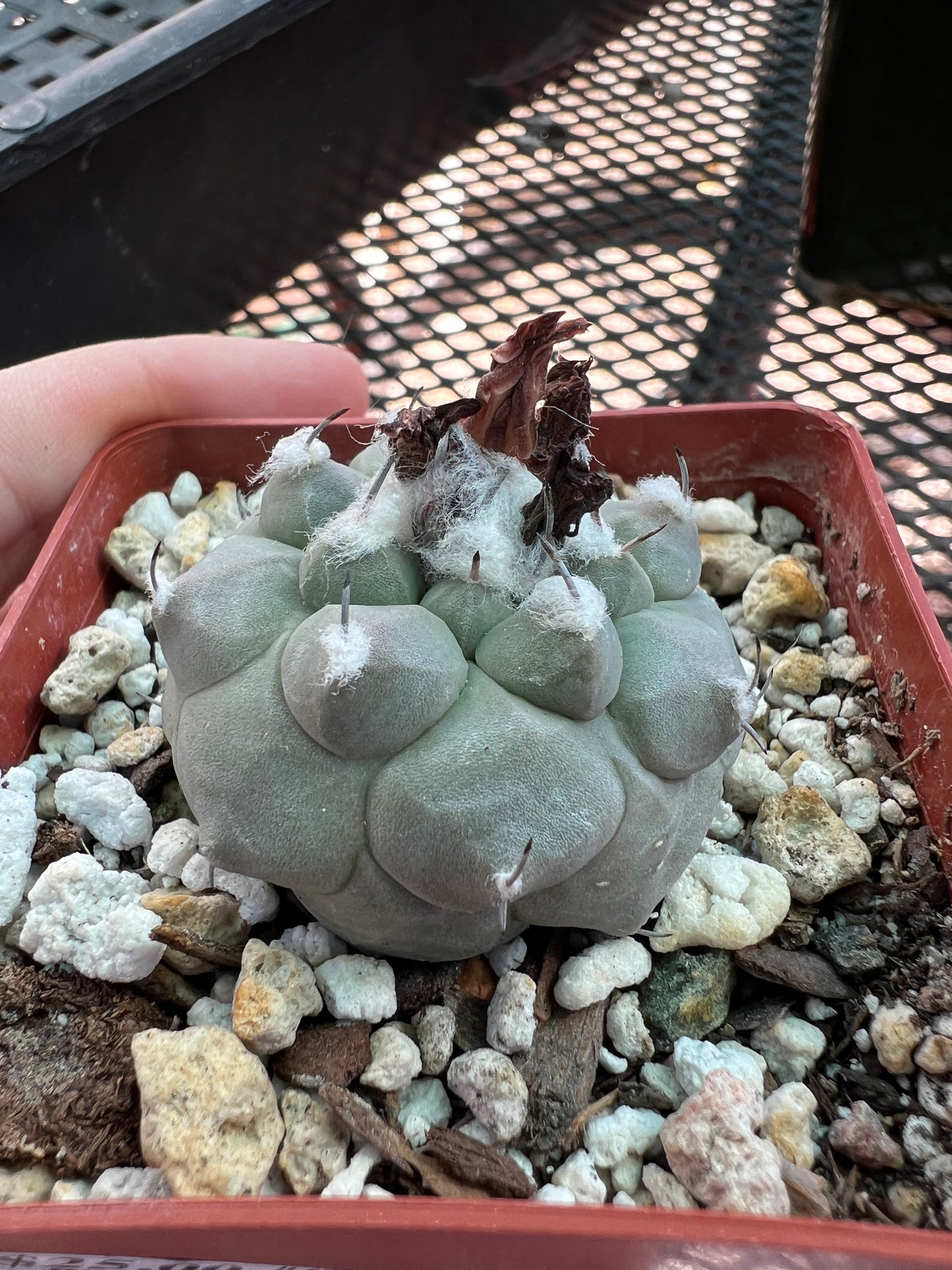 Turbinicarpus jauernigii cactus #1