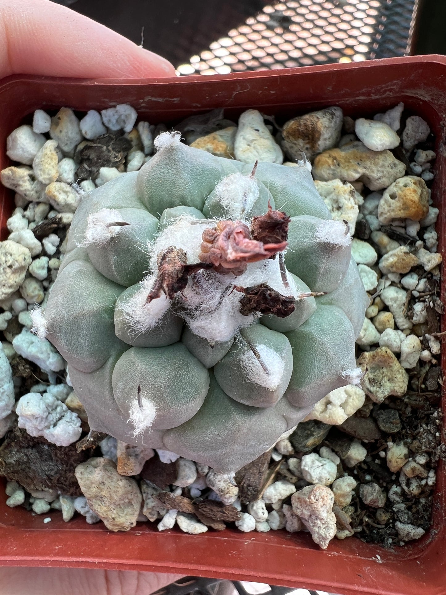 Turbinicarpus jauernigii cactus #1