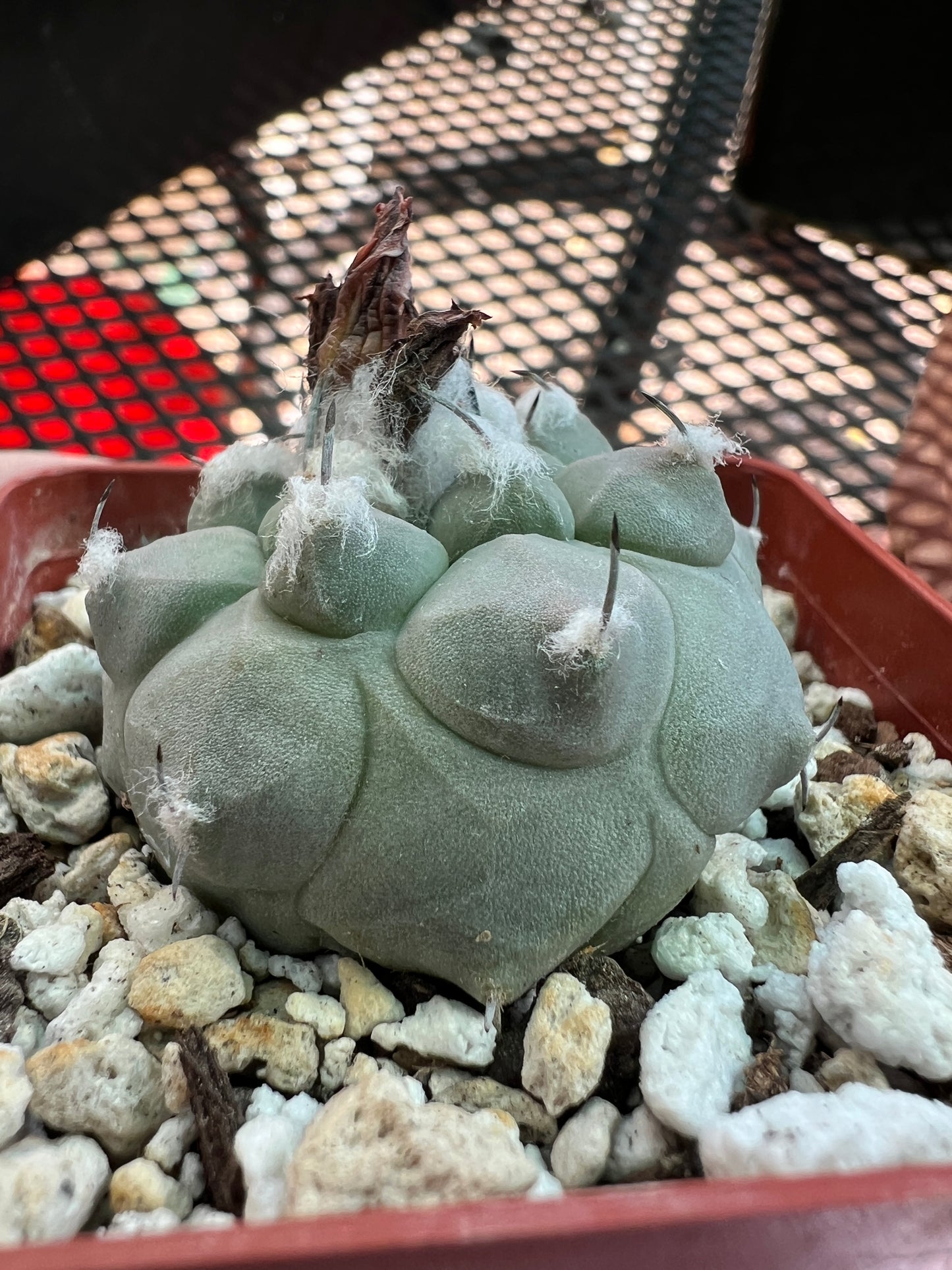 Turbinicarpus jauernigii cactus #1