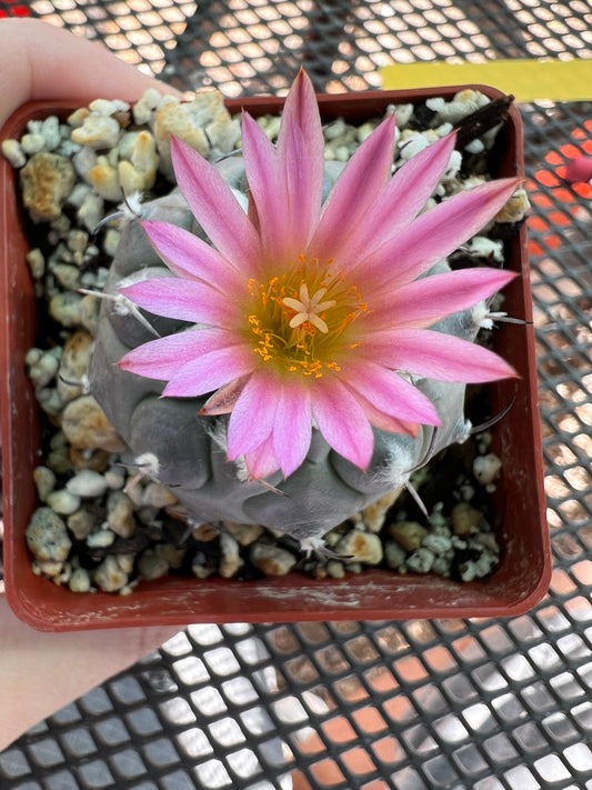 Turbinicarpus Jauernigii cactus rare #4