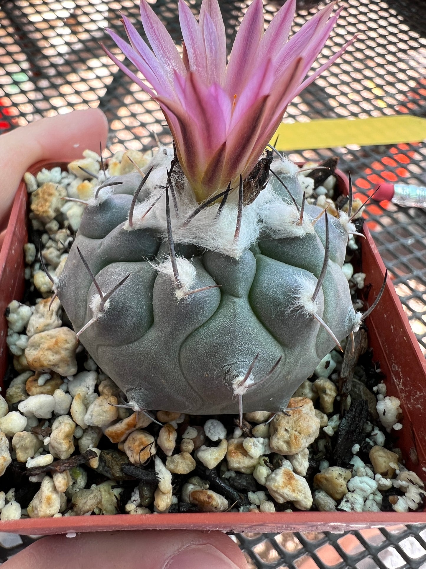 Turbinicarpus Jauernigii cactus rare #4