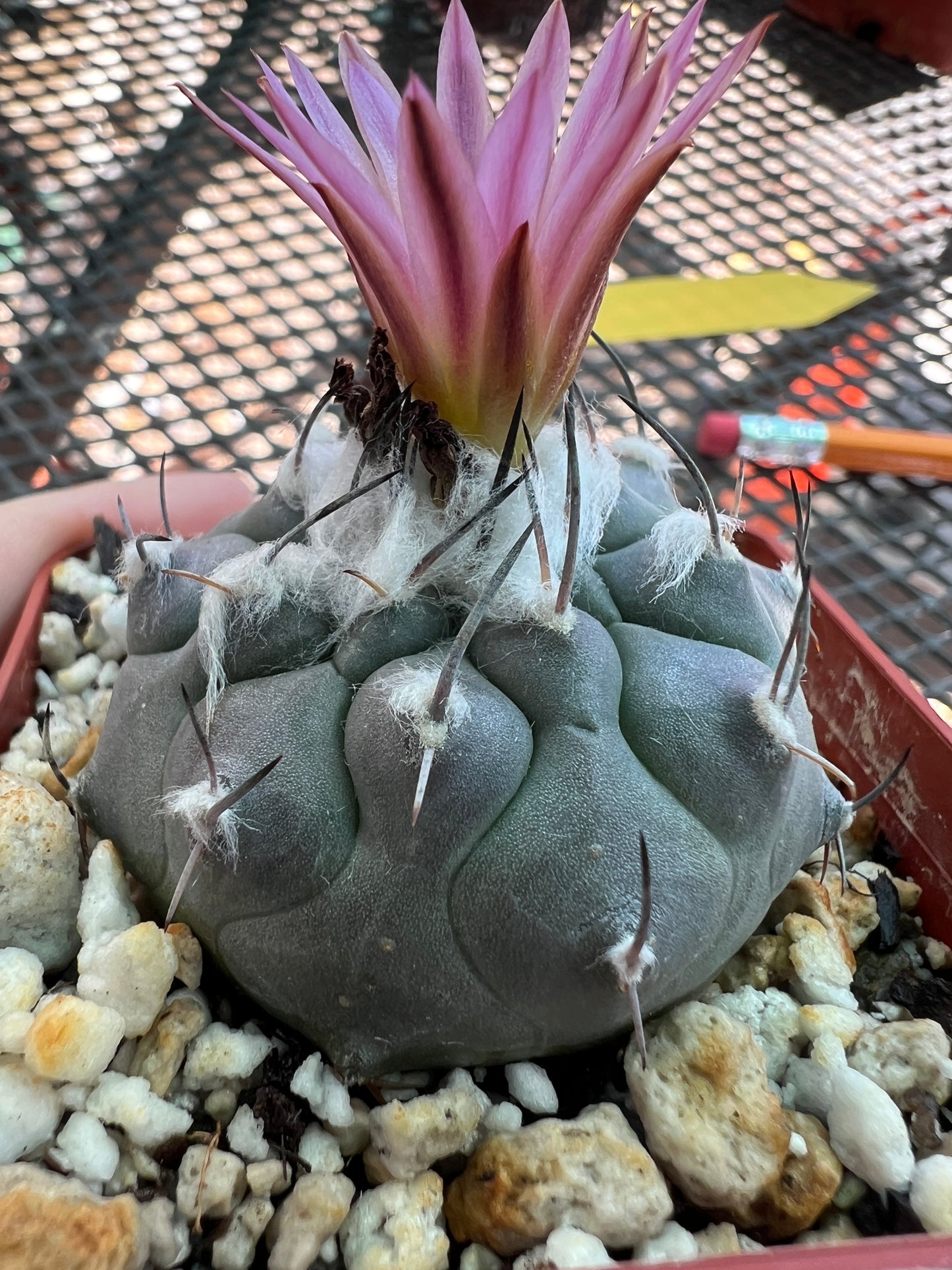 Turbinicarpus Jauernigii cactus rare #4