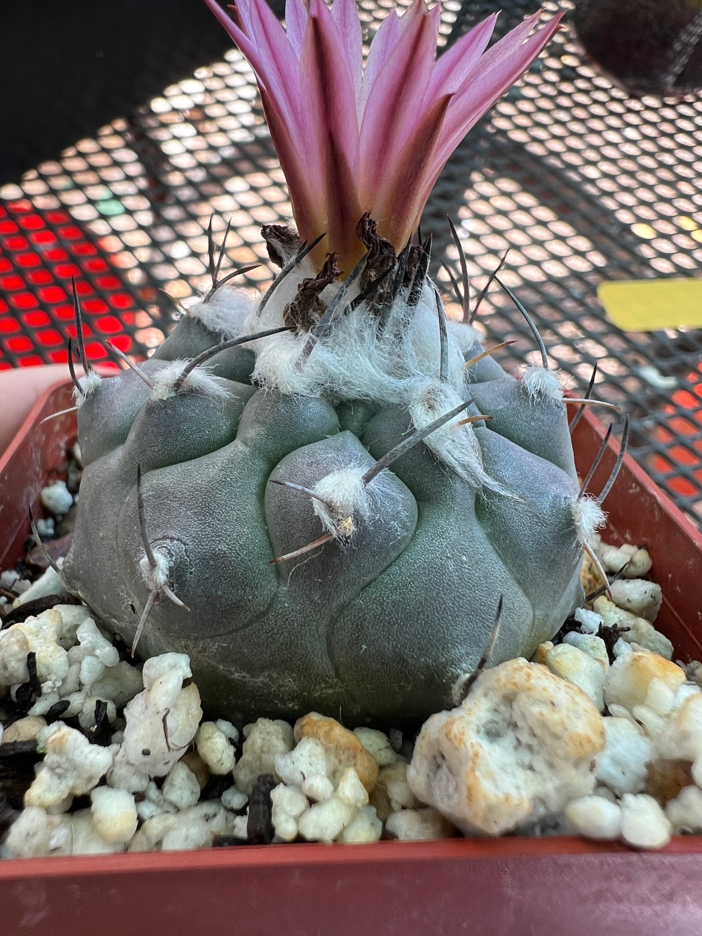 Turbinicarpus Jauernigii cactus rare #4