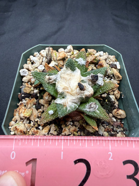 Ariocarpus bravoanus rare plant 800