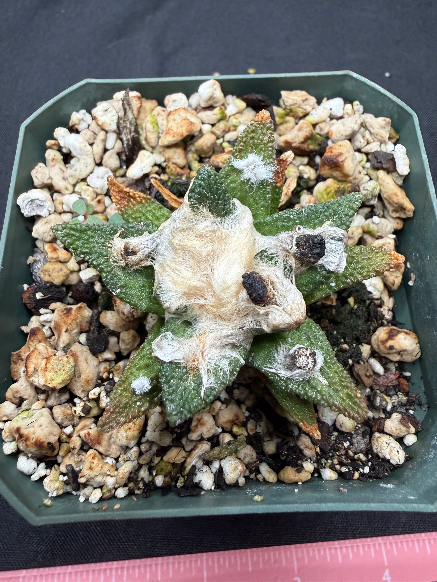 Ariocarpus bravoanus rare plant 800