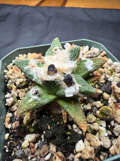 Ariocarpus bravoanus rare plant 800