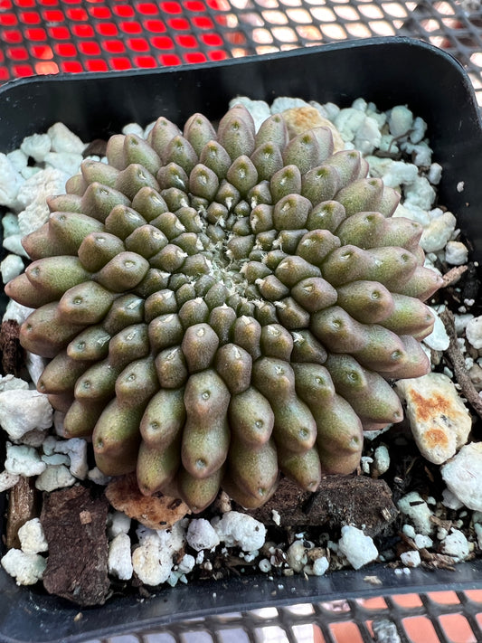 Gymnocalycium inermis crest in 2 inch pot #1