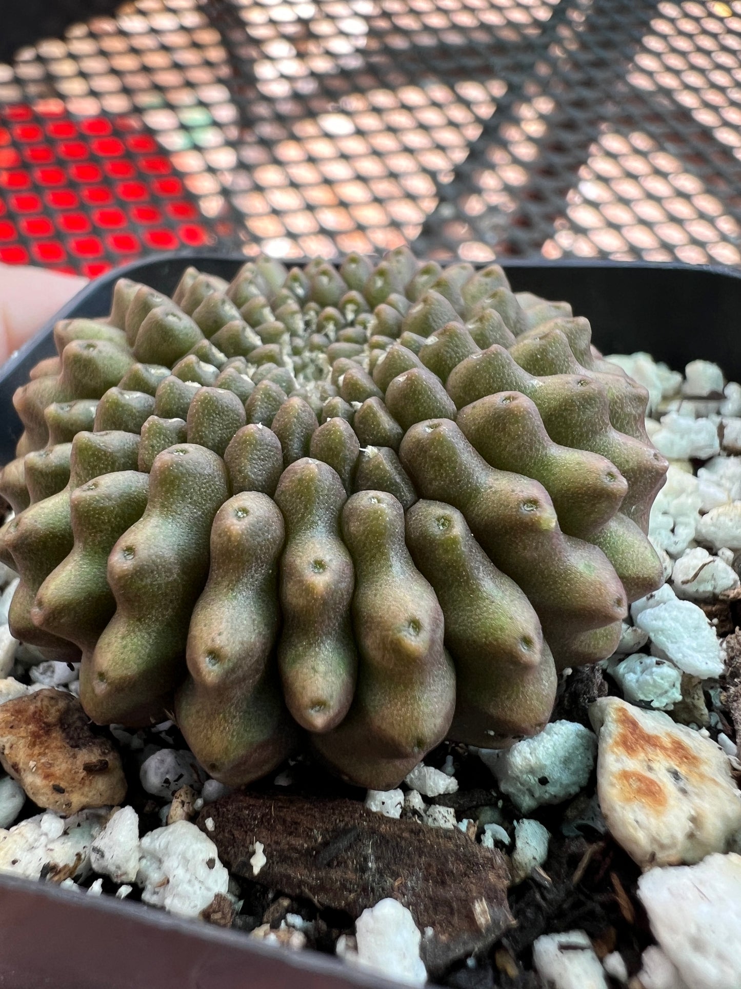 Gymnocalycium inermis crest in 2 inch pot #1