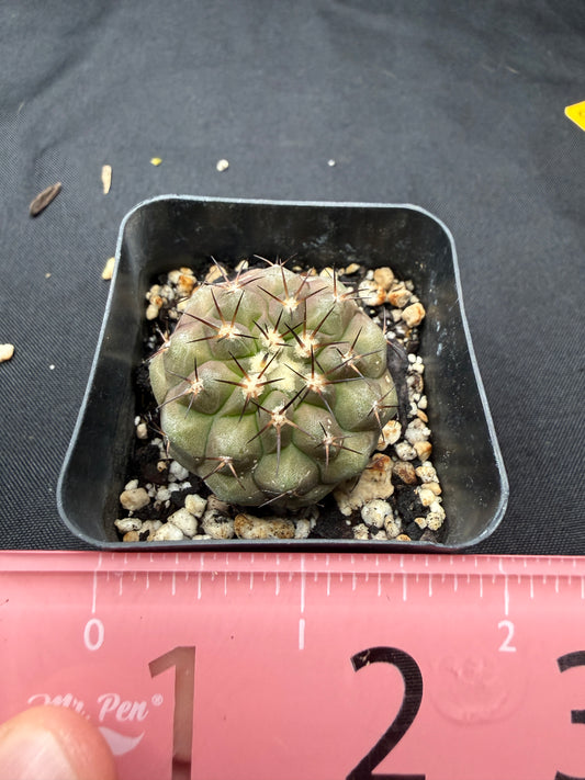 Copiapoa cinerea 801