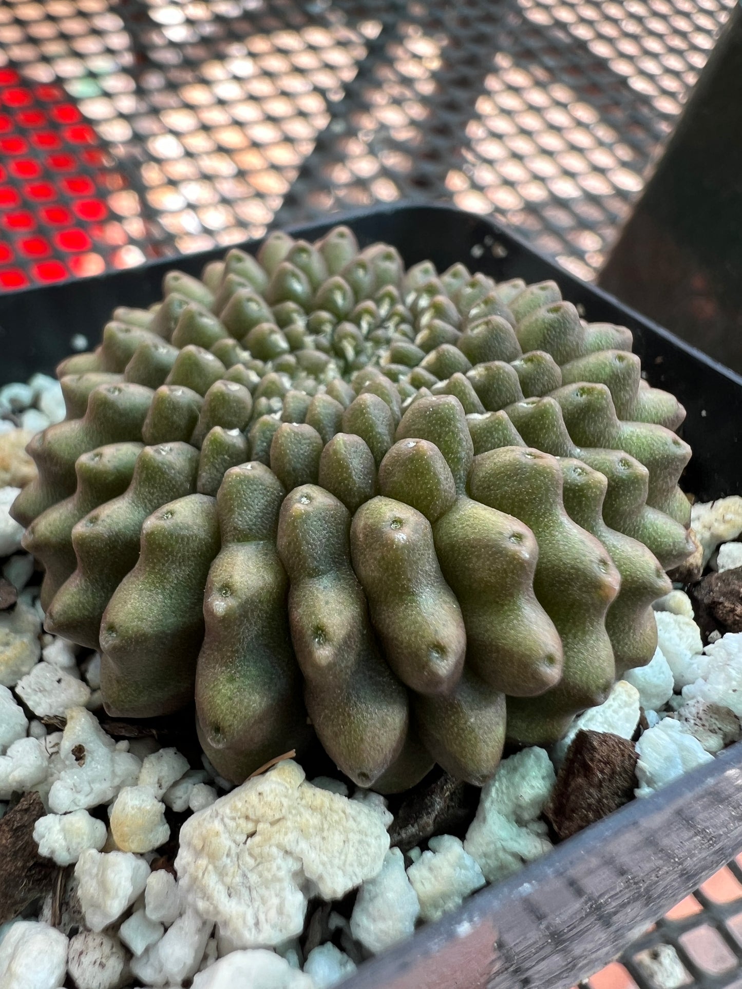 Gymnocalycium inermis crest in 2 inch pot #1