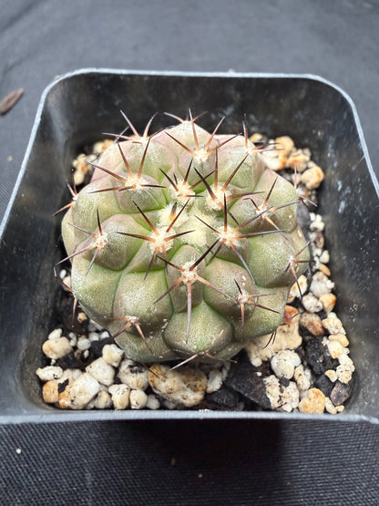 Copiapoa cinerea 801