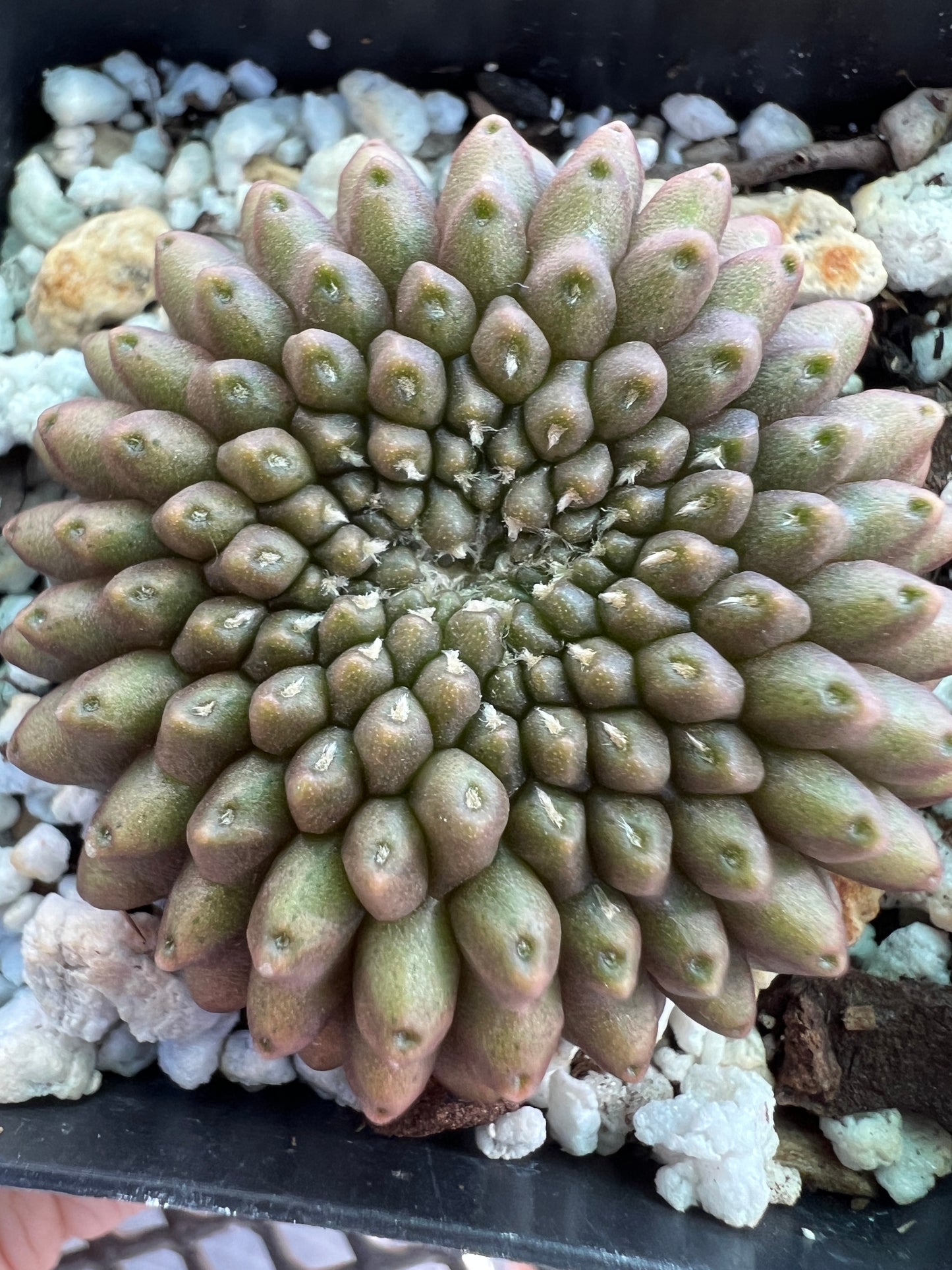 Gymnocalycium inermis crest in 2 inch pot #1