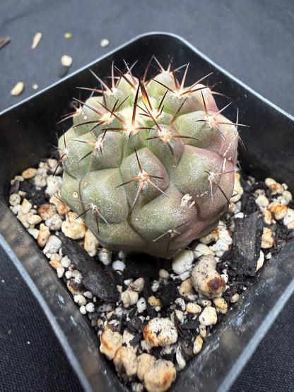 Copiapoa cinerea 801