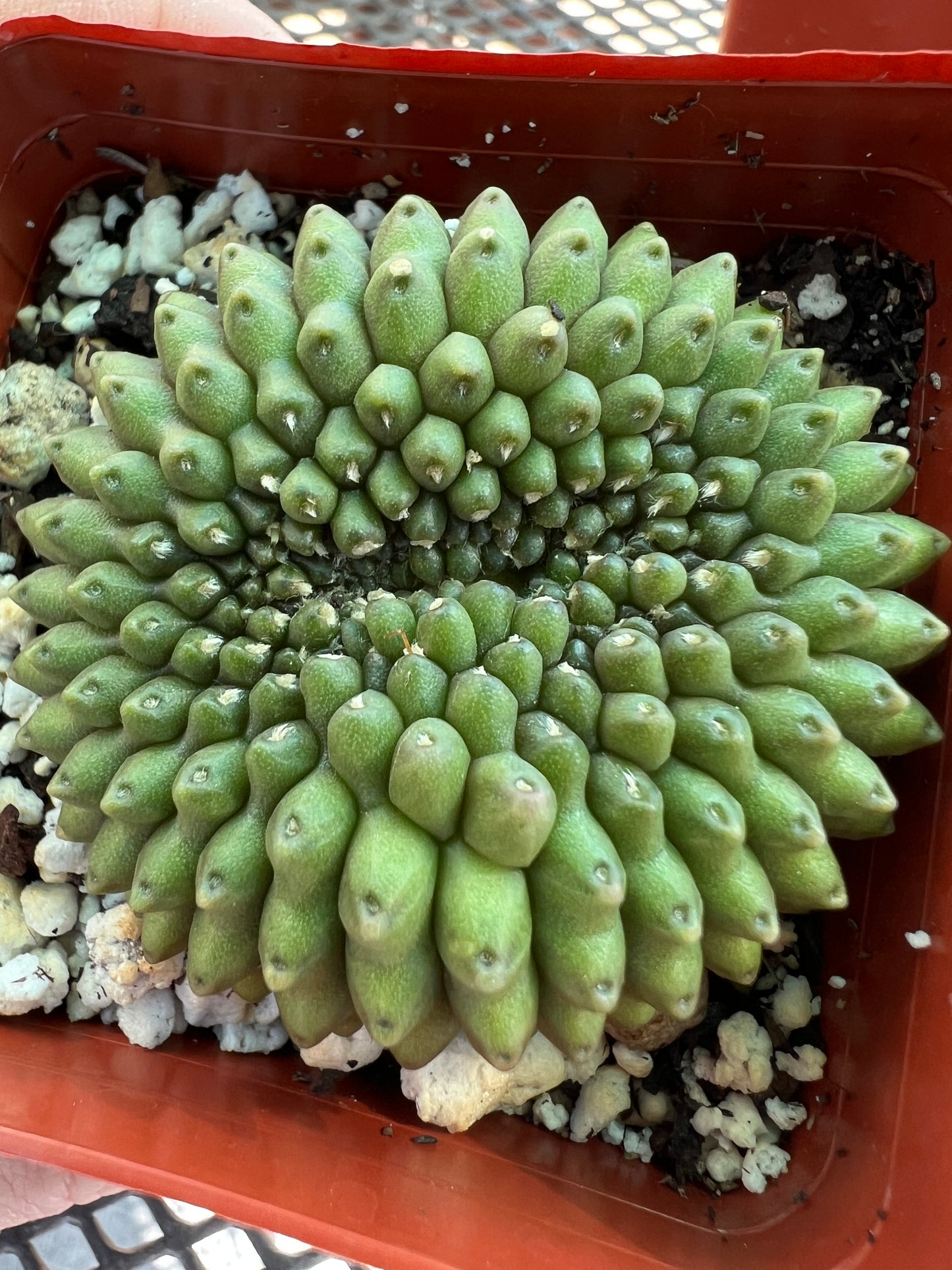 Gymnocalycium inermis crest in 2.75 inch pot