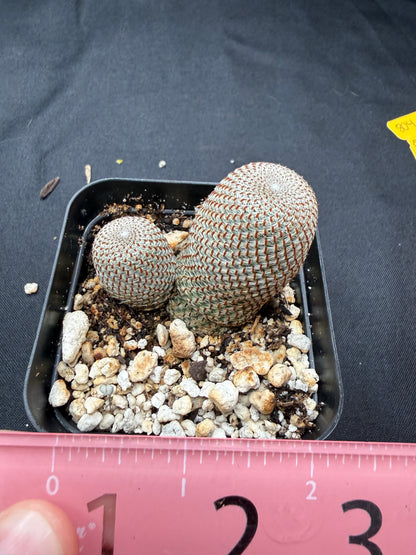 Rebutia heliosa 803