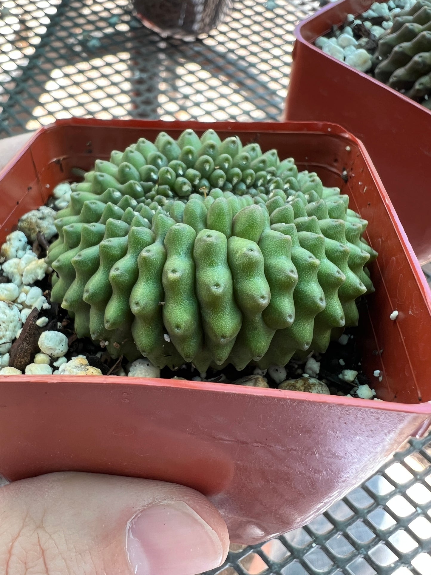 Gymnocalycium inermis crest in 2.75 inch pot