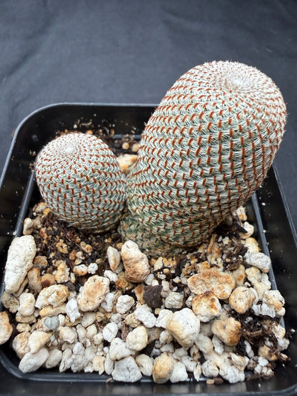 Rebutia heliosa 803