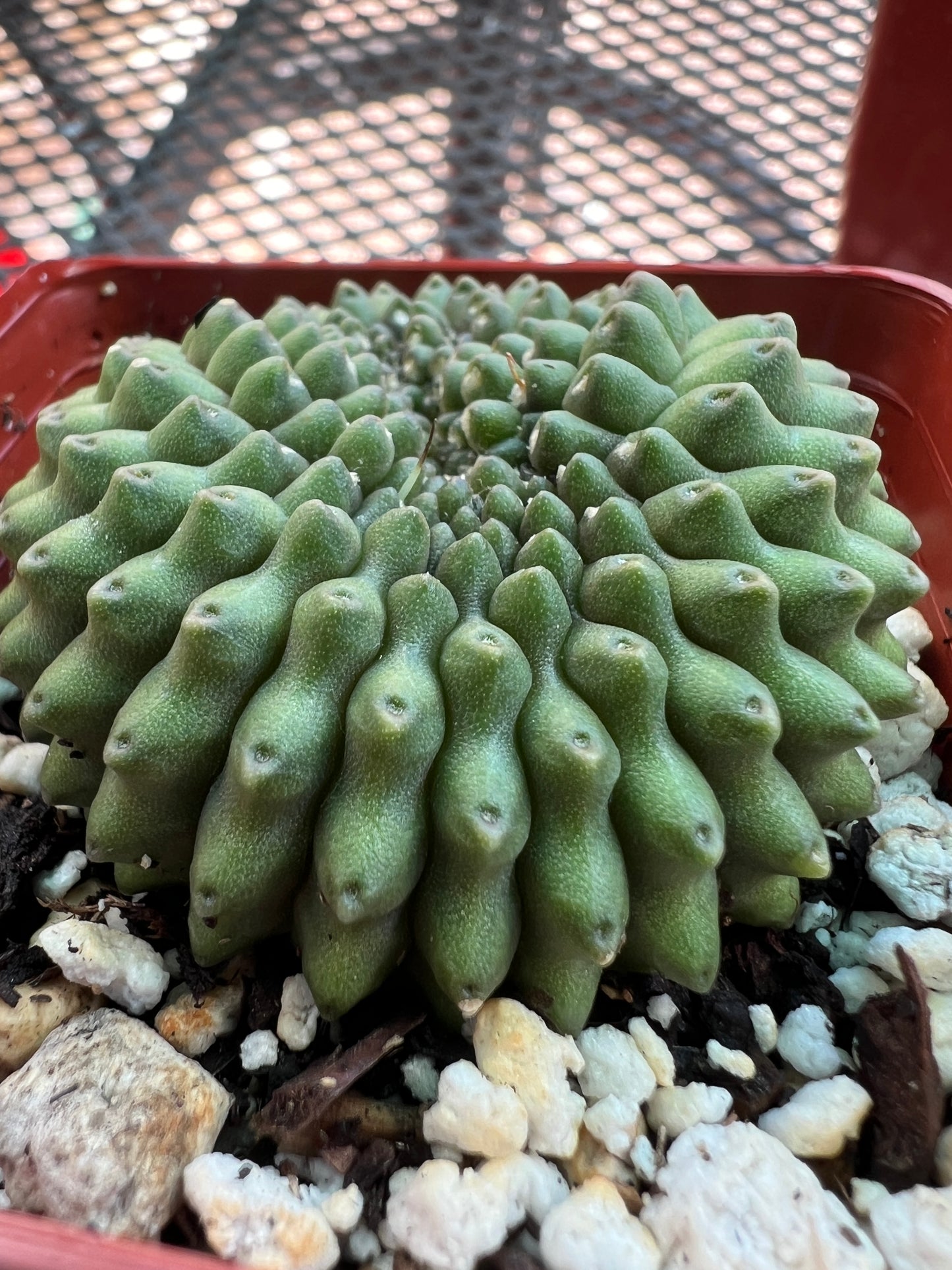 Gymnocalycium inermis crest in 2.75 inch pot