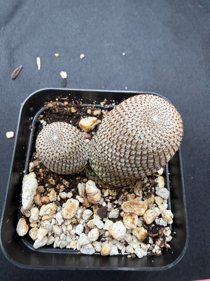 Rebutia heliosa 803