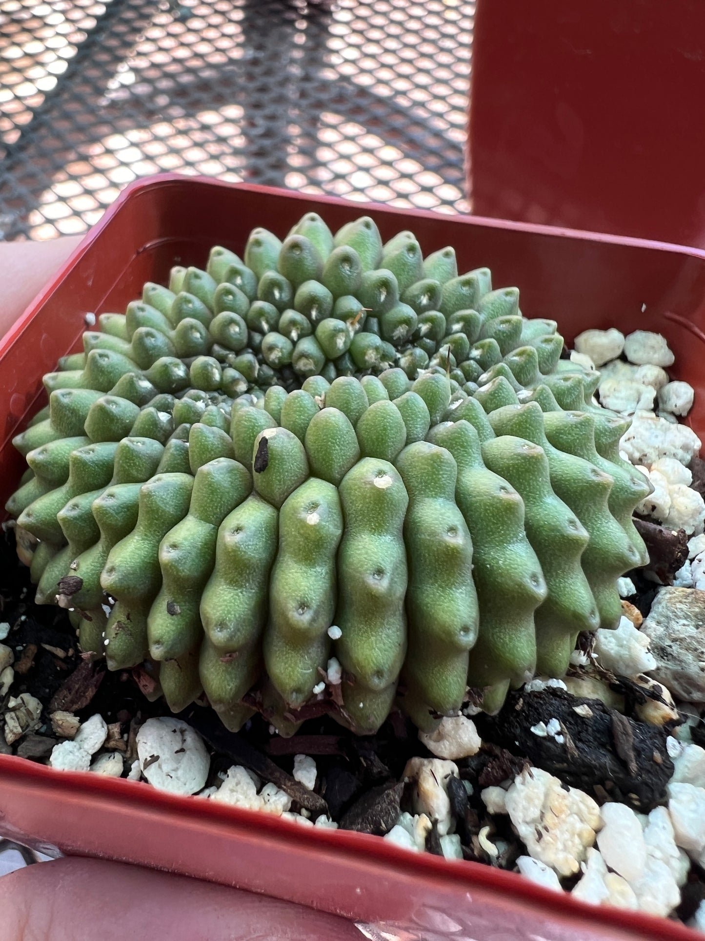 Gymnocalycium inermis crest in 2.75 inch pot