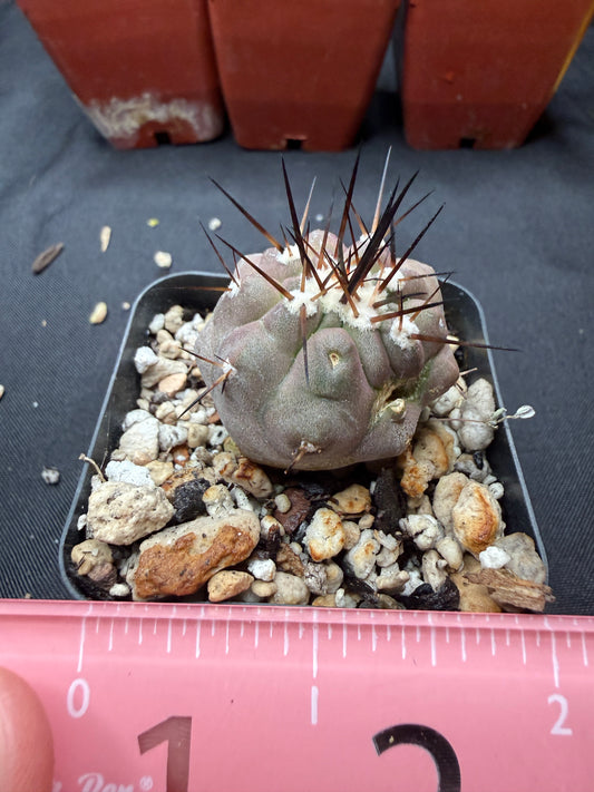 Copiapoa Cinerea with character 804
