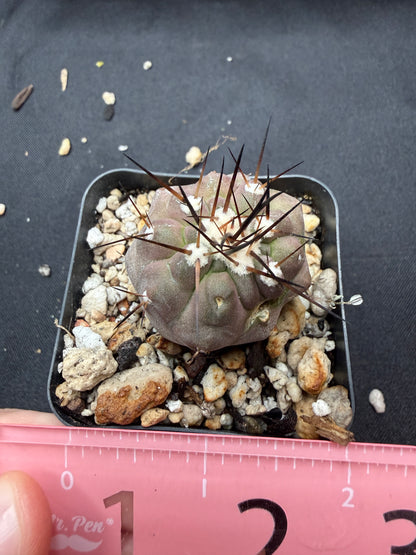 Copiapoa Cinerea with character 804