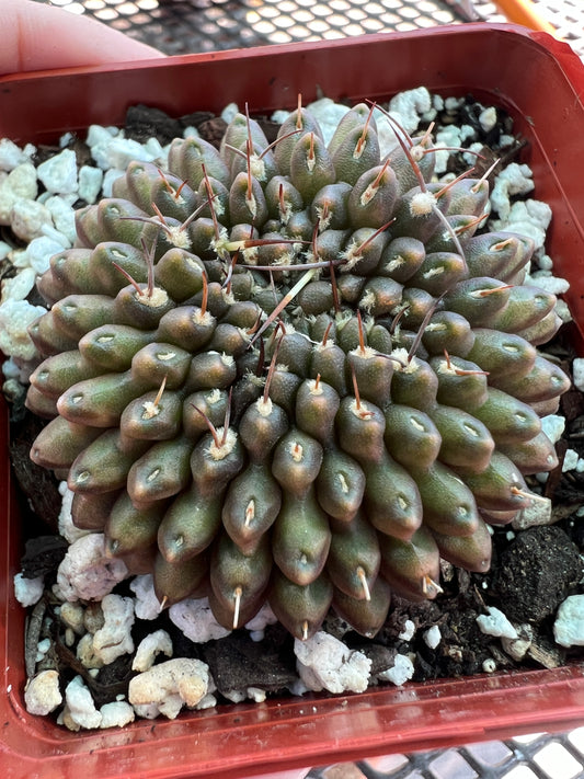 Gymnocalycium not so inermis crest