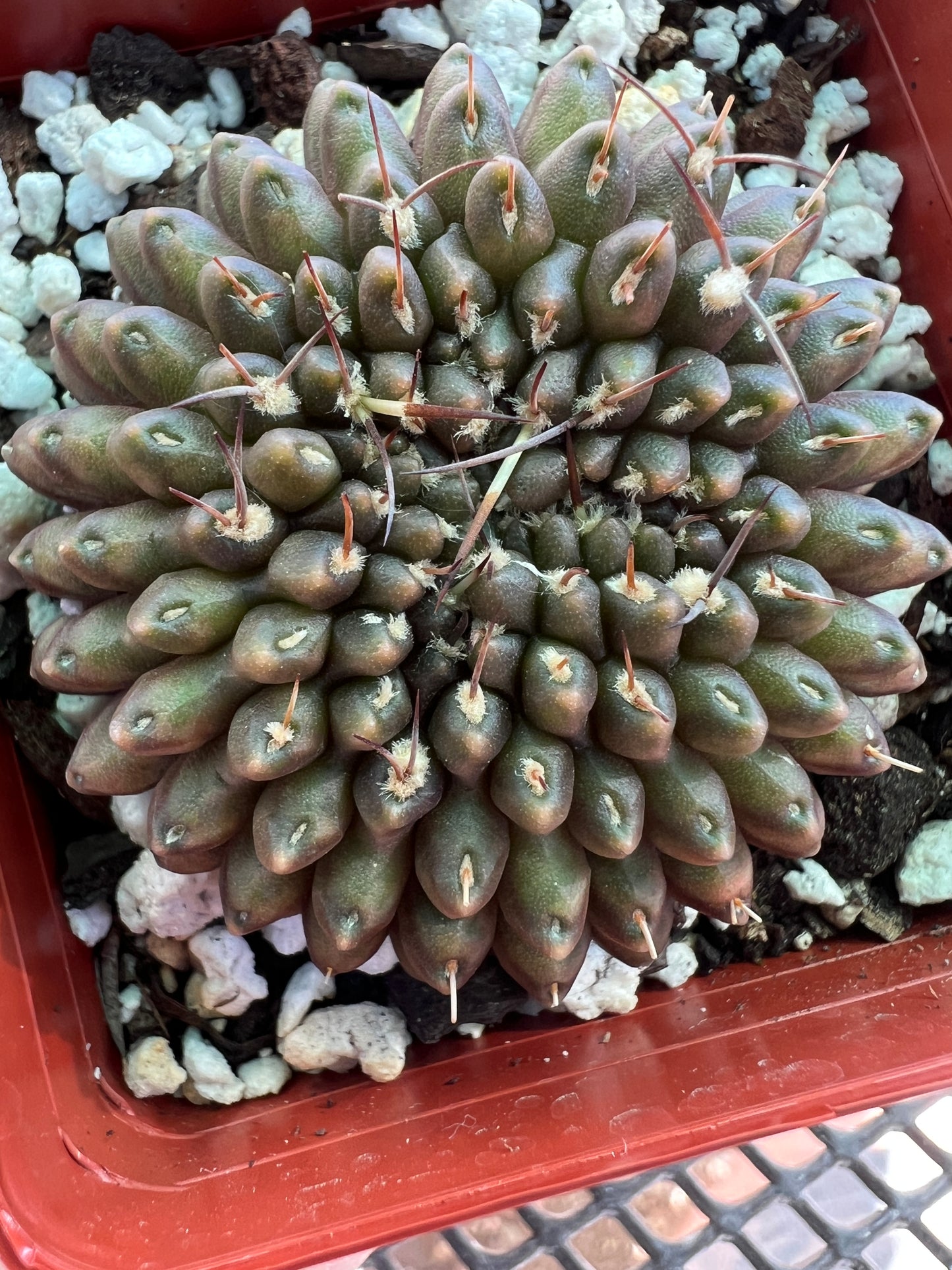 Gymnocalycium not so inermis crest