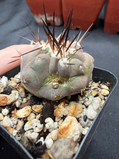 Copiapoa Cinerea with character 804