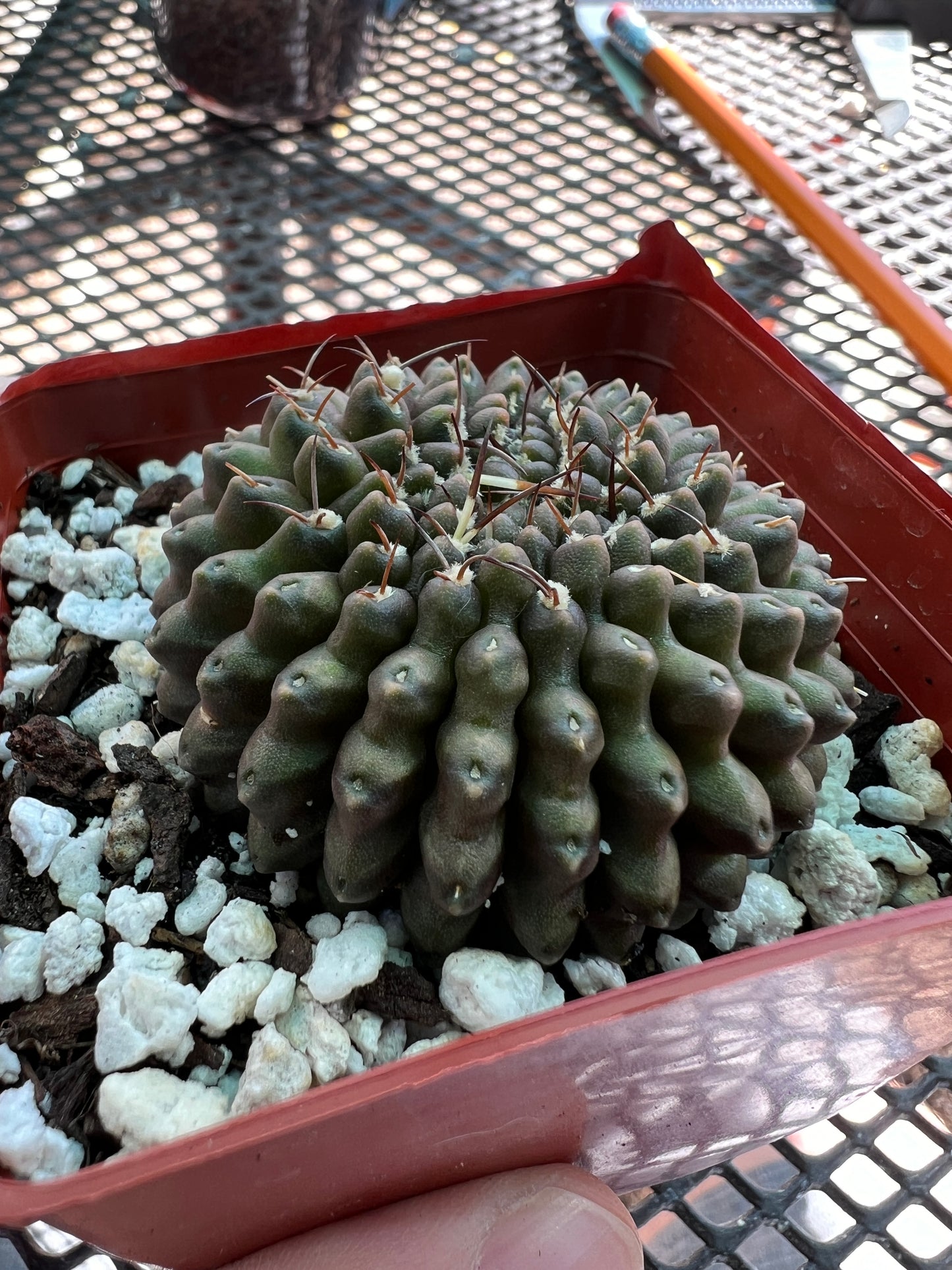 Gymnocalycium not so inermis crest