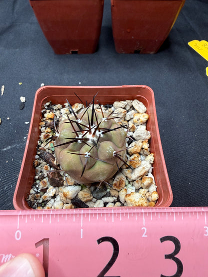 Copiapoa cinerea 816