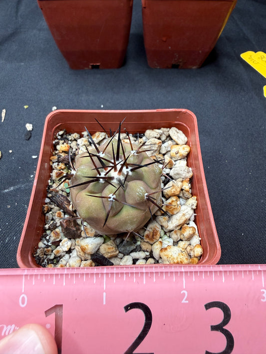 Copiapoa cinerea 816